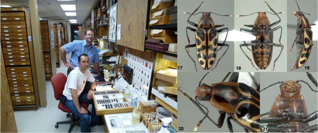 Paul Skelley and Héctor Gasca at the Florida State Collection of Arthropods in 2012; on the right, habitus images of Dyslexia belamyi Skelley and Gasca-Álvarez.